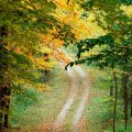autumn forest trail east texas