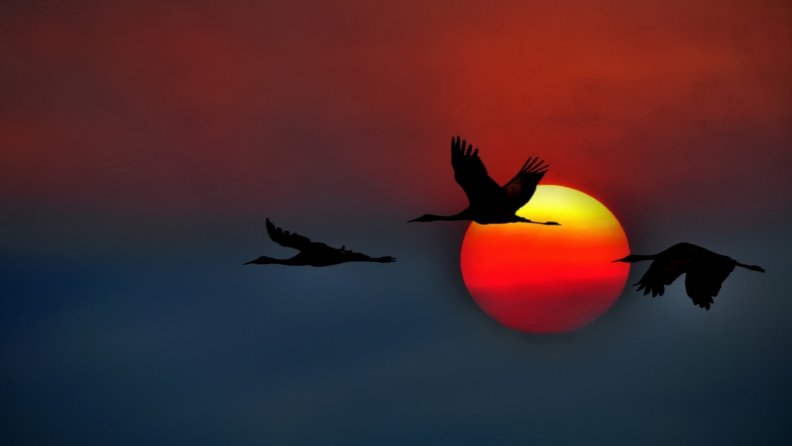 sunset_geese.jpg