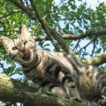 Cat On Tree