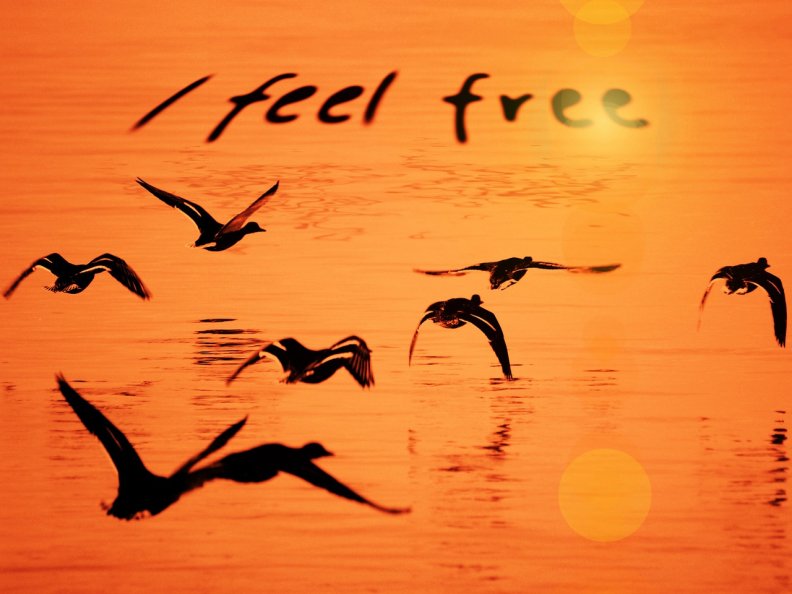 I feel free.....