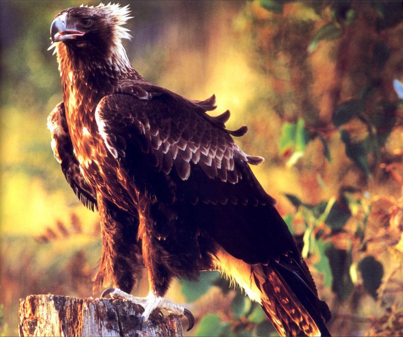 wedge_tailed_eagle.jpg