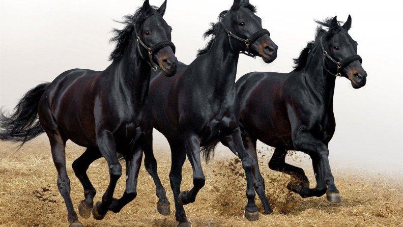 three_black_horses.jpg
