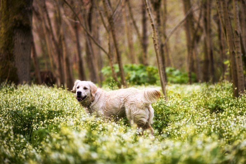 dog_in_the_forest.jpg