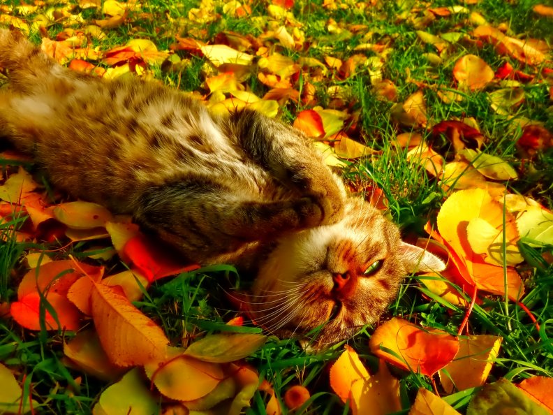 autumn_cat.jpg