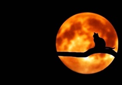 BLACK CATS ARE SEEN THE MOON LAUGHS AND WHISPERS TIS NEAR HALLOWEEN