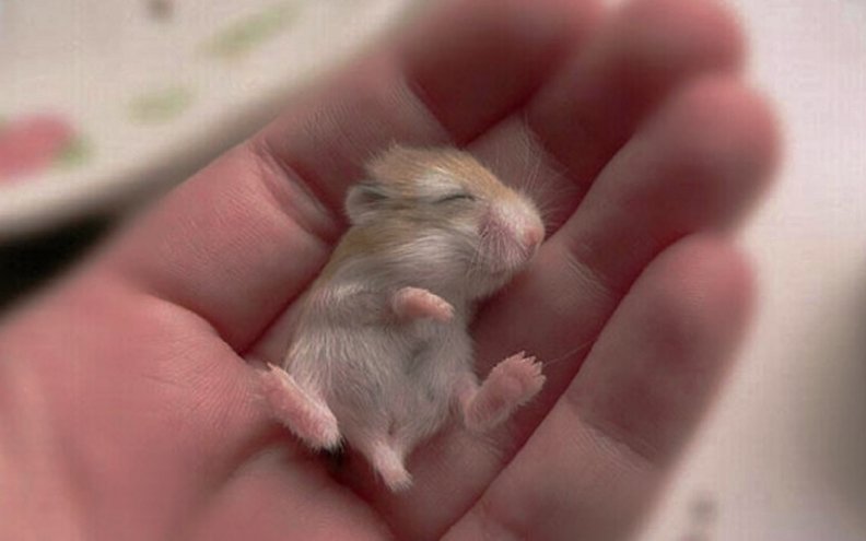 Tiny mouse