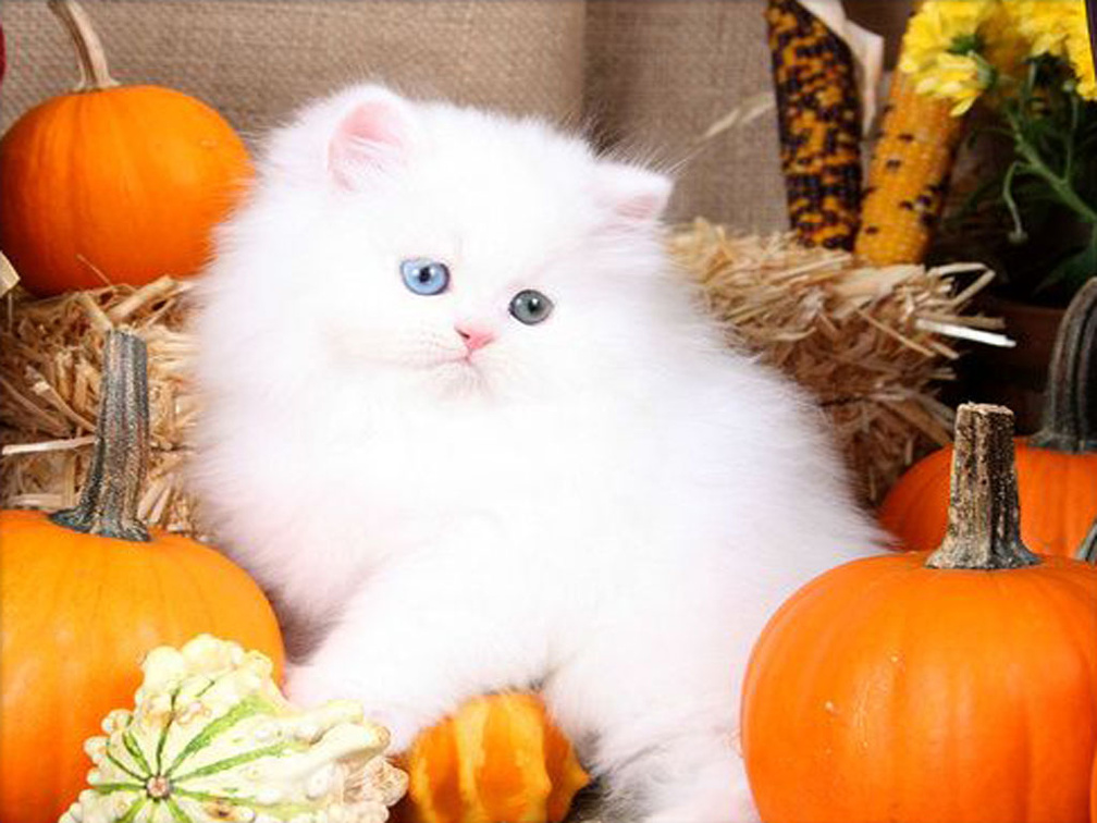 ♥~Harvest Kitty~♥