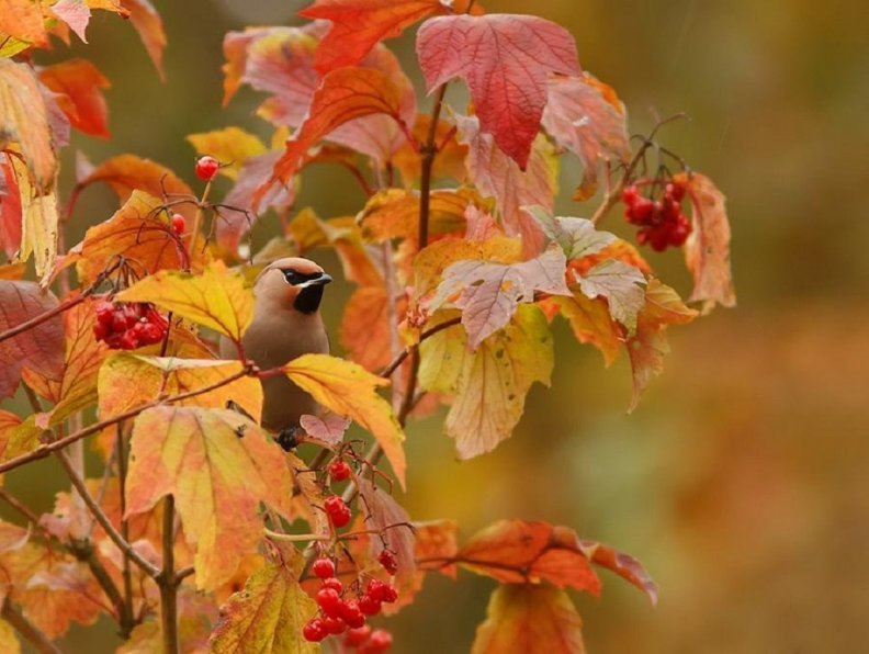 bird_in_autumn.jpg
