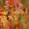 bird in autumn