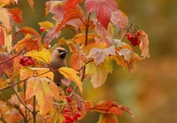bird in autumn