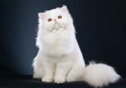 Fluffy White Persian Cat
