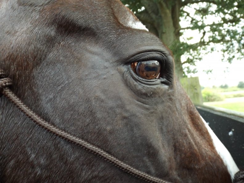 Horse Head Close up Photography