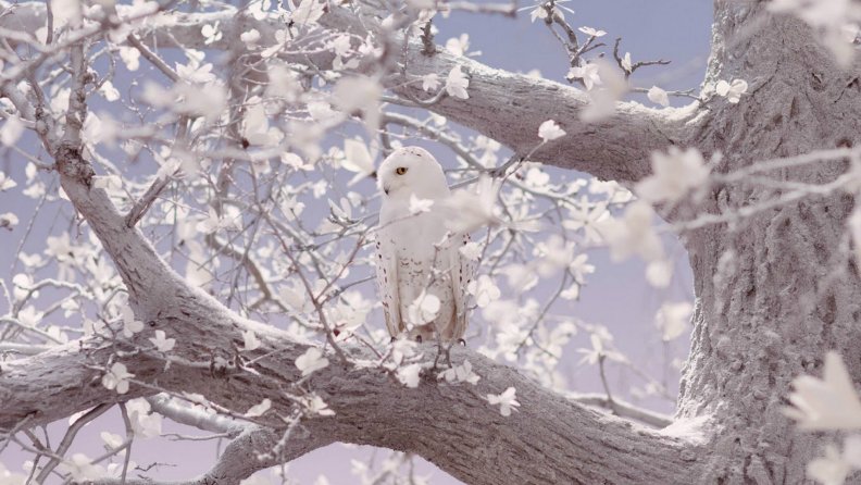 white_snowy_owl.jpg