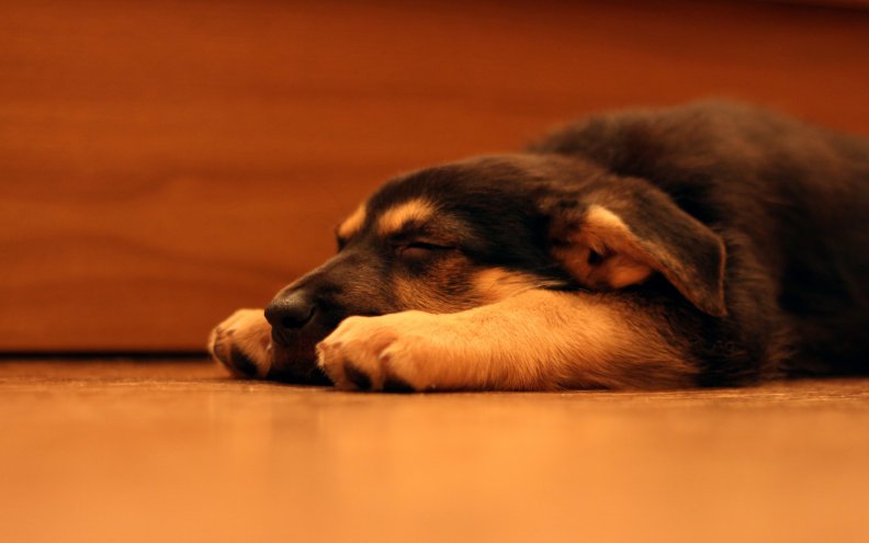sleepy_dog.jpg