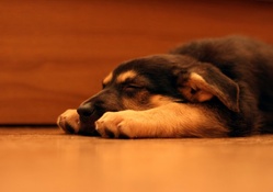 *** Sleepy dog ***