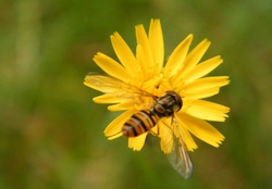 Bee_1