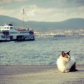 Cat and Ship