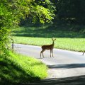 Doe and Fawn crossing the road