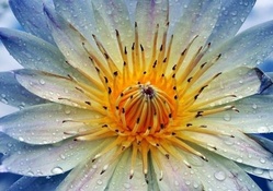 Dewdrop Lotus