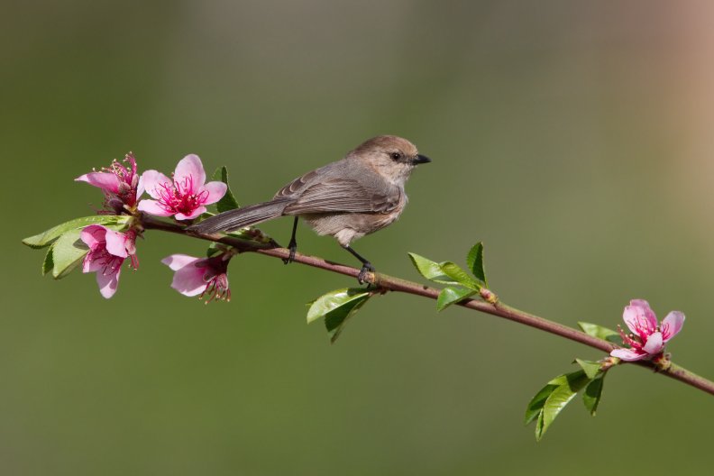 *** Bird on a flowering tree branch ***