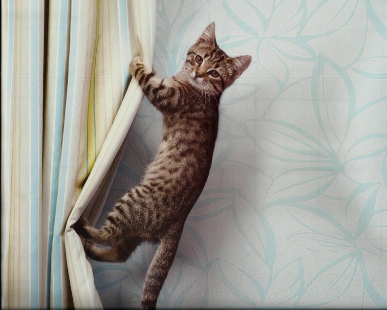 kitten_climbing_the_drapes.jpg