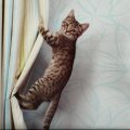 Kitten climbing the drapes