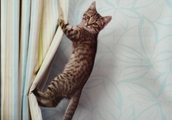 Kitten climbing the drapes