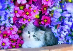 Kitten in the blooms