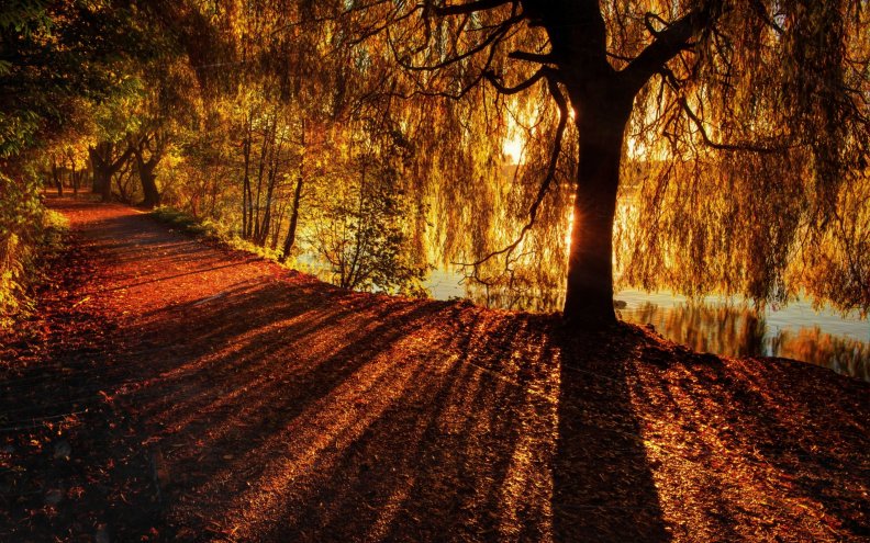 penetrating_light_in_autumn_forest.jpg