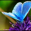 THE MYSTICAL BLUE BUTTERFLY