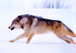 The Mighty Wolf Running