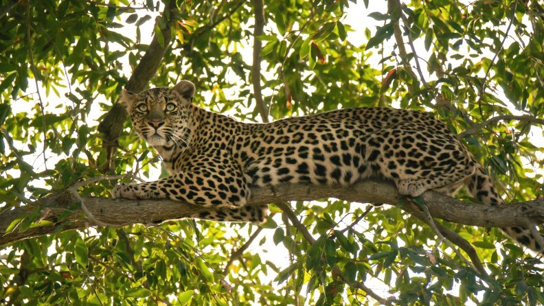 leopard_on_tree.jpg