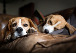 *** Beagles ***