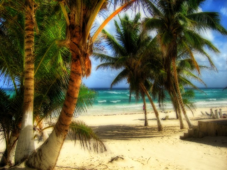 palm_trees_on_beach.jpg