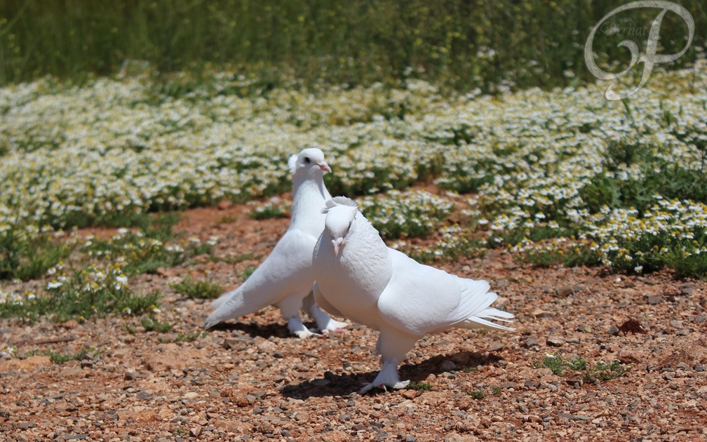 *** White pigeons ***