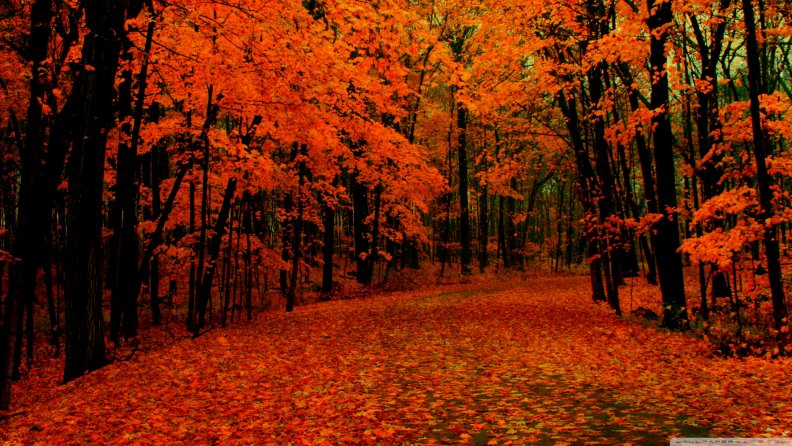 orange_autumn.jpg
