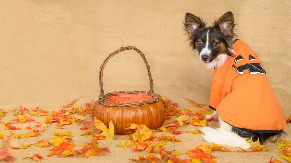 *** Dog in autumn and halloween time ***