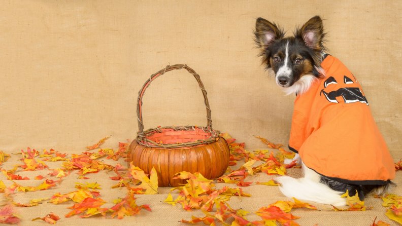 dog_in_autumn_and_halloween_time.jpg