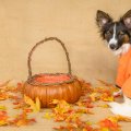 *** Dog in autumn and halloween time ***