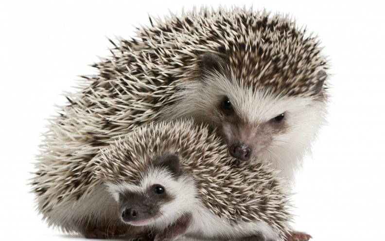 hedgehogs.jpg