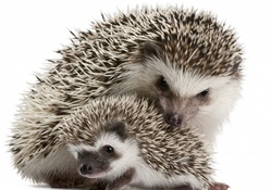 *** Hedgehogs ***