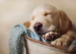 *** Sleeping puppy ***