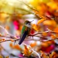 Autumn bird