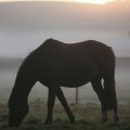 Horse in the mist
