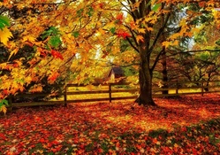 Perfect Colors of Autumn