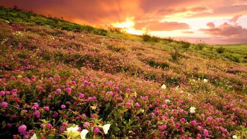 flower_field_at_sunset.jpg
