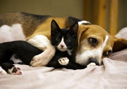 *** Dog and cat ***