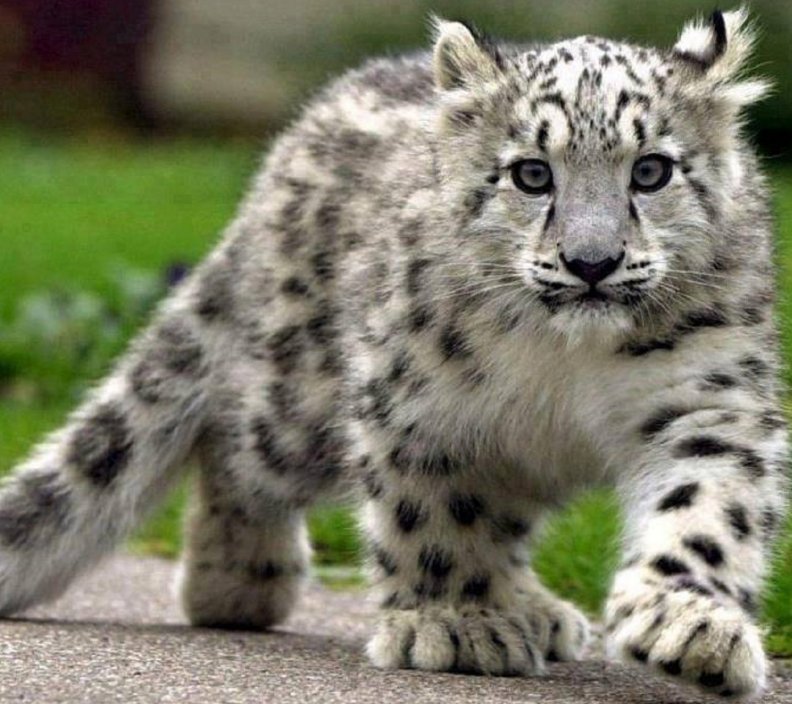 snow_leopard.jpg
