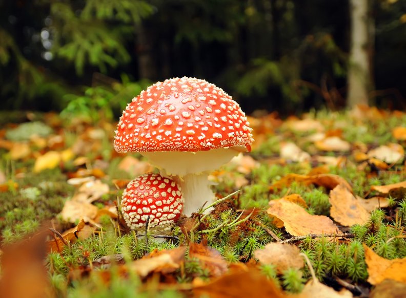 forest_mushrooms.jpg