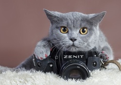 Gray_cat_with_camera